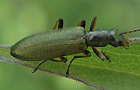 Chrysanthia nigricornis