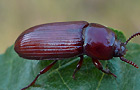 Uloma culinaris