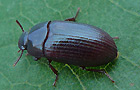 Alphitobius diaperinus