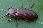 Tenebrio molitor