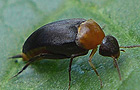 Rotbauchiger Stachelkäfer