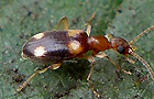 Stricticomus tobias