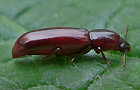 Corticeus unicolor