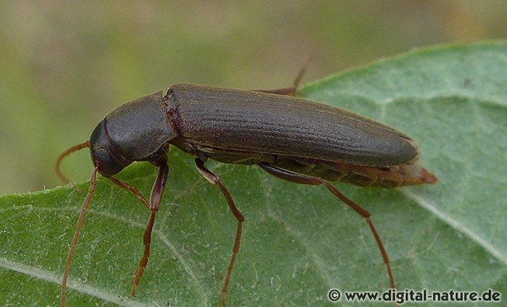 Tannendüsterkäfer Serropalpus barbatus