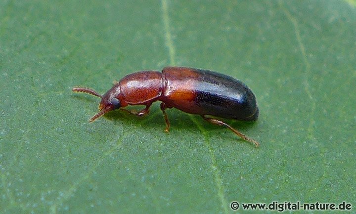 Schwarzkäfer Corticeus bicolor