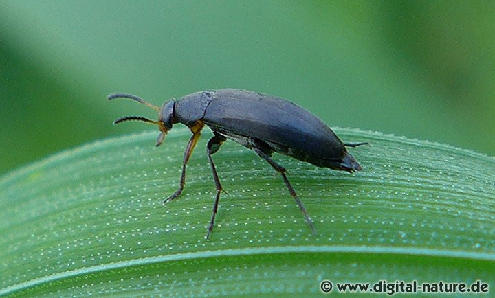 Gemeiner Scheinstachelkäfer Anaspis frontalis