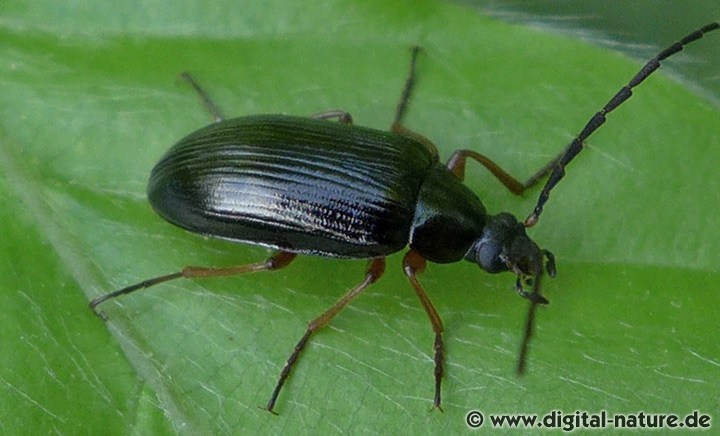 Veränderlicher Pflanzenkäfer Gonodera luperus