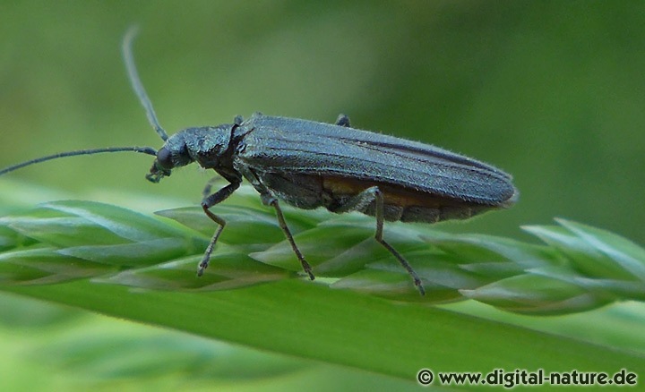 Grünlicher Scheinbockkäfer Oedemera lurida