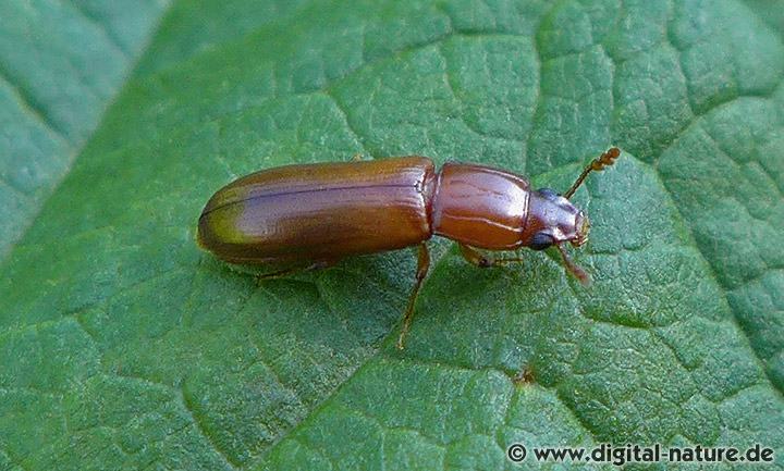 Rindenkäfer Aulonium trisulcum
