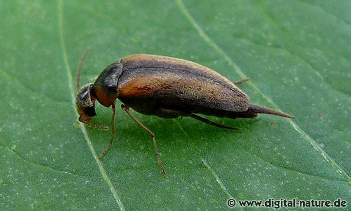 Brauner Stachelkäfer Merkmale