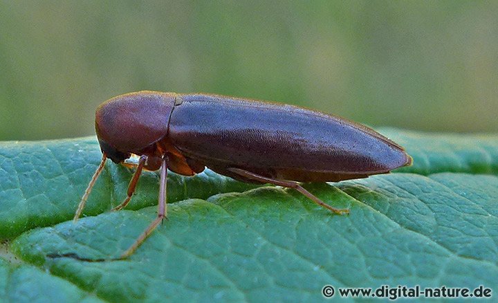 Vaudouers Düsterkäfer Phloiotrya vaudoueri