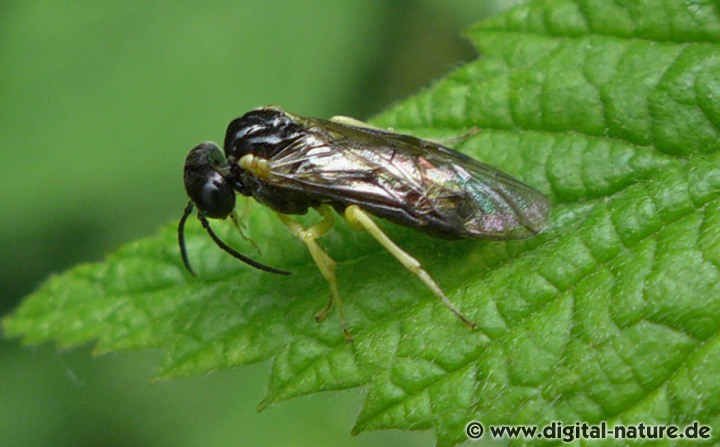 Blattwespen Gattung Aneugmenus