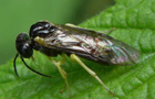 Aneugmenus
