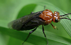 Tenthredinidae