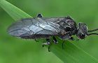 Dolerus spec.