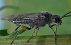 Dolerus gonager oder puncticollis