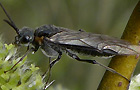 Dolerus haematodes