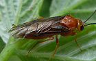 Hemichroa crocea