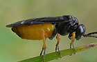 Eutomostethus luteiventris