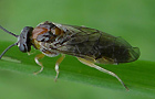Mesoneura opaca