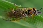 Nematinae