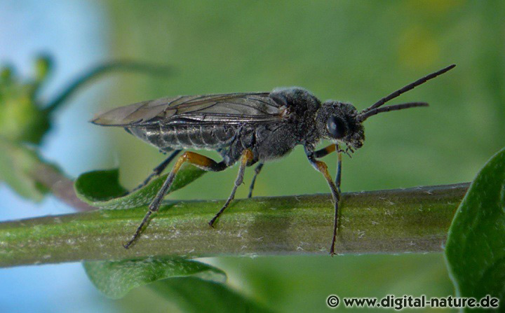 Blattwespe Dolerus gonager oder puncticollis