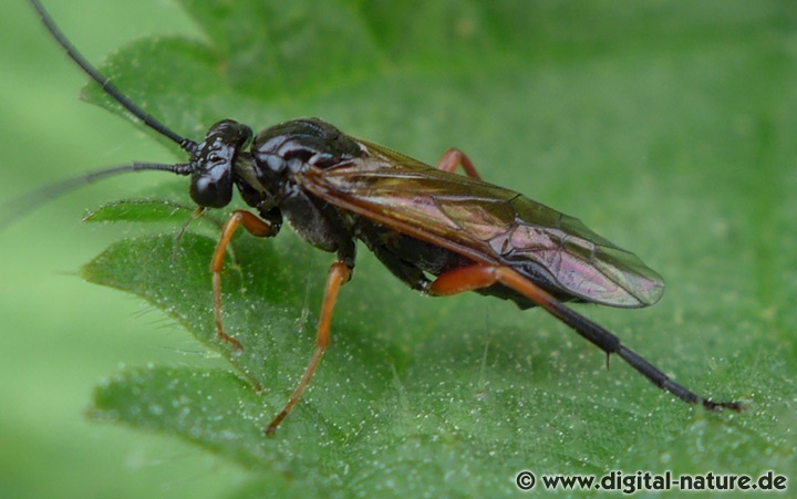Euura caeruleocarpus oder vicina