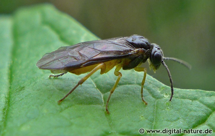 Blattwespe Halidamia cf. affinis