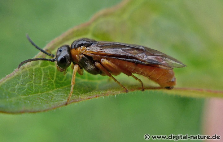 Blattwespe Monostegia abdominalis