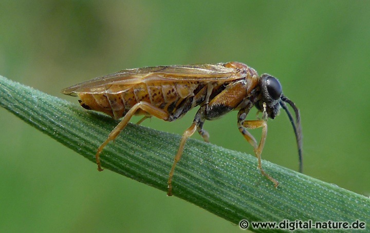 Blattwespe Periclista albida