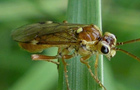 Tenthredopsis nassata