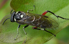 Macrophya punctumalbum