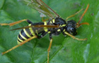 Braunwurzblattwespe