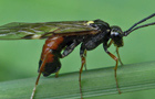 Tenthredopsis tarsata