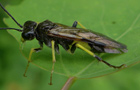 Berauschte Blattwespe