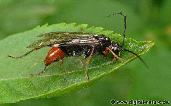 Blattwespe Tenthredopsis cf. litterata