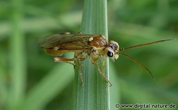 Blattwespe Tenthredopsis nassata