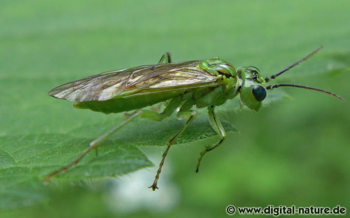 Blattwespe Tenthredo olivacea