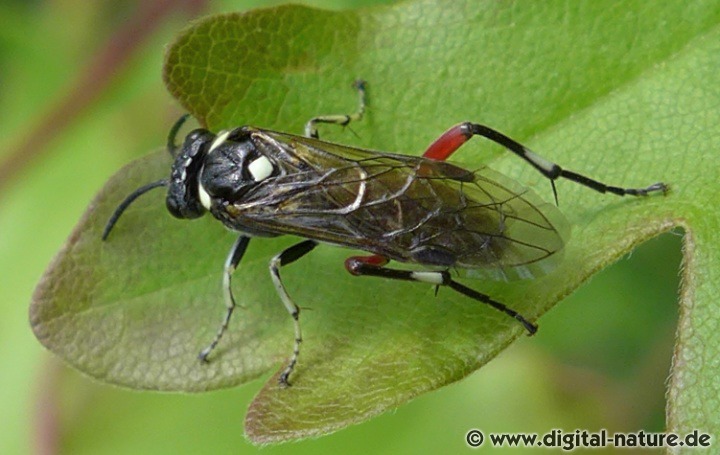 Liguster-Blattwespe Macrophya punctumalbum