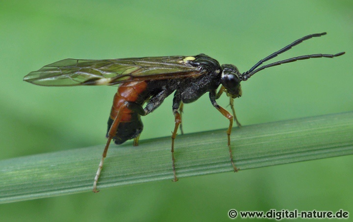 Tenthredopsis tarsata Merkmale und Unterscheidung