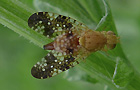 Acinia corniculata