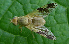 Tephritis bardanae