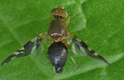 Philophylla caesio