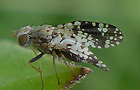 Campiglossa misella