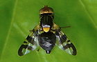 Kirschfruchtfliege