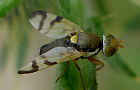 Urophora stylata