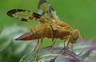 Xyphosia miliaria