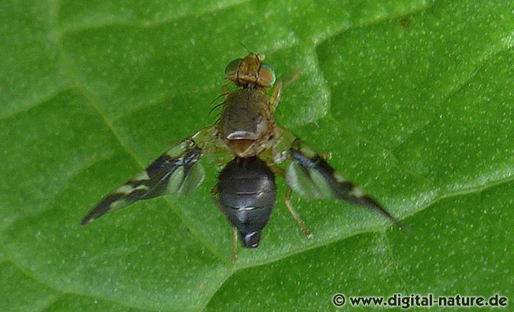 Bohrfliege Philophylla caesio