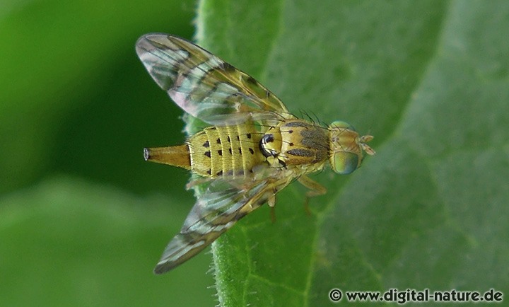 Flockenblumen-Bohrfliege Chaetostomella cylindrica
