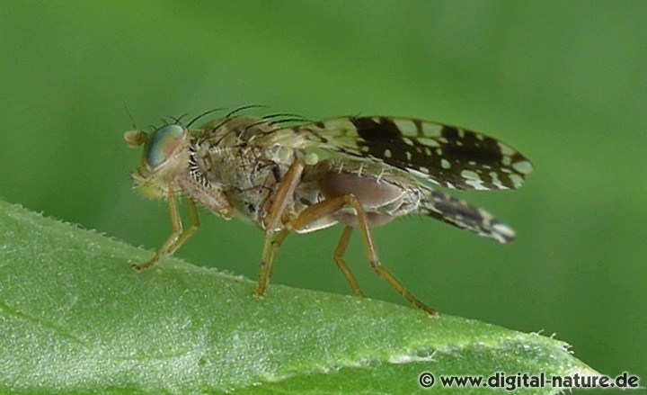 Tephritis conura Männchen